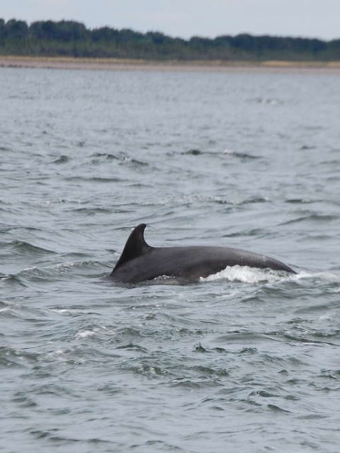 Delphin am Chanonry Point