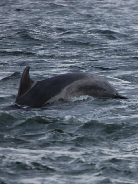 Delphin am Chanonry Point